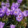 Krokusse - Schöne Frühlingsblumen in der Floristik