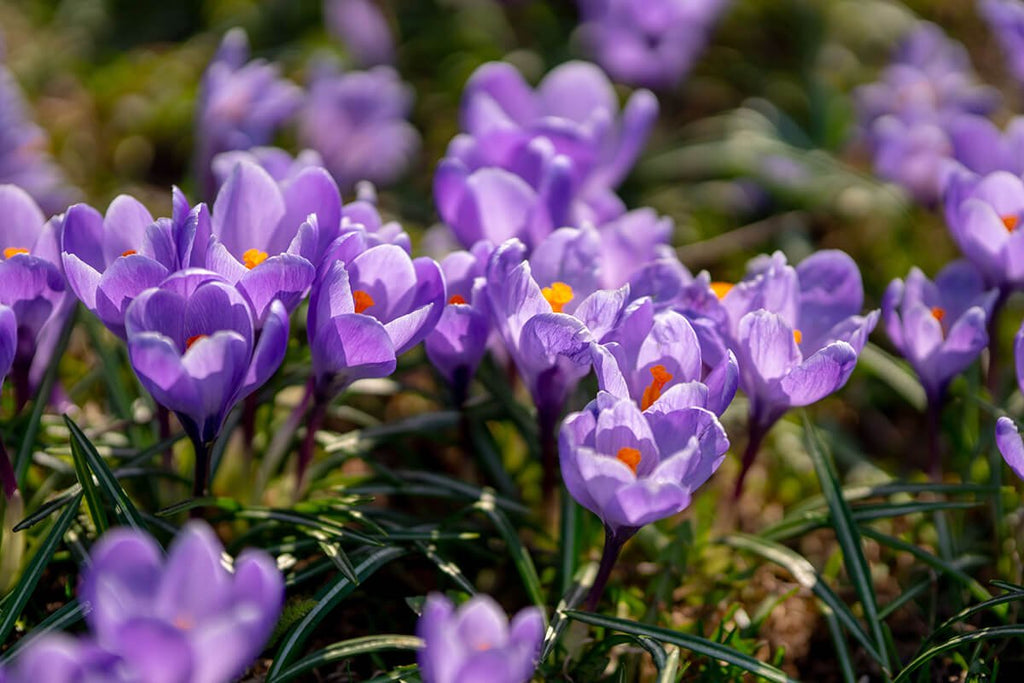 Krokusse - Schöne Frühlingsblumen in der Floristik